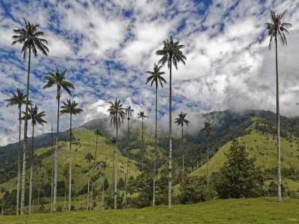 El paisaje de palmas y potreros del Valle del Cocora va a desaparecer